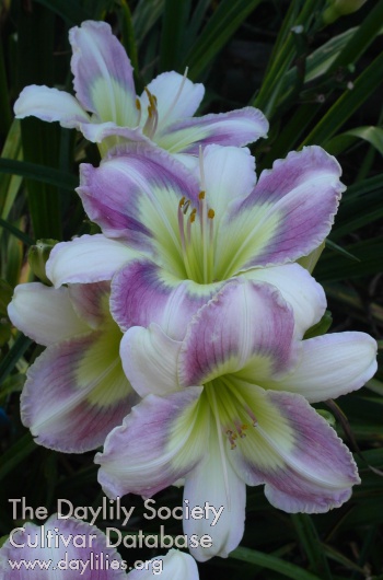 Daylily Westbourne Light Hearted